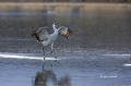 Sandhill-Crane;Crane;Grus-canadensis;One;one-animal;avifauna;bird;birds;feather;
